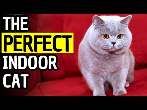15 Reasons the British Shorthair Cat Will Steal Your Heart