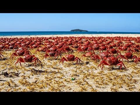 They Released Millions of Ant Killers on Crab Island - And the Change Was Instant!