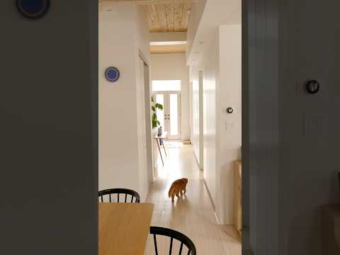 Touring a Colourful Minimalist Apartment Montreal, 890sqft/83sqm #apartmenttour #minimalist #home