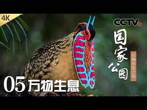 【4K】走进中国国家公园,看人与动物的“双向奔赴”《国家公园——万物共生之境》第5集 万物生息 | CCTV「国家公园——万物共生之境」