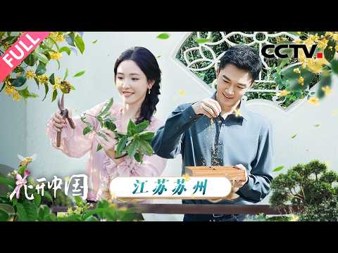 【Full】绝美桂花镜头惊艳上线!和张韬、吴倩漫步苏州园林,品味烟雨江南里的馥郁芬芳 | CCTV「花开中国」20251123 第4期
