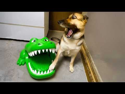 Funniest Pets of 2025😂 BEST Animal Videos