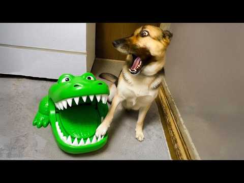 Funniest Pets of 2025😂 BEST Animal Videos