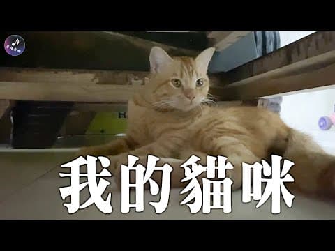 我的貓咪