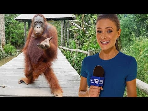 Funniest Animals News Bloopers Of The Decade 😹