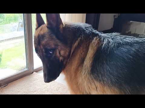 I Wanted a Dog, But God Gave Me a Comedian! 😂 Funny GERMAN SHEPHERDS Dog!