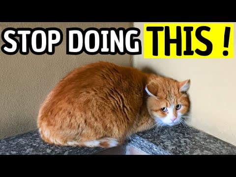 8 Dangerous Mistakes Cat Owners Make (Without Even Realizing It!)