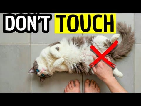If Your Cat Flops Like This, DO NOT Touch Their Belly (Here's Why)