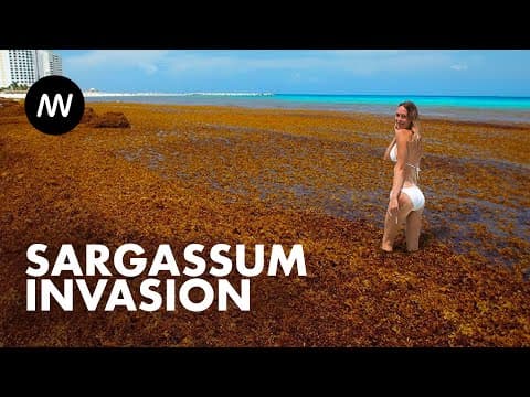 Seaweed Tsunami: Why Is The Great Atlantic Sargassum Bloom Happening Every Year?