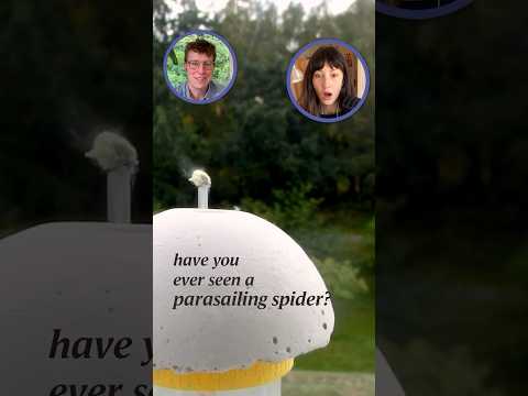 Spiders fly miles by riding electric fields