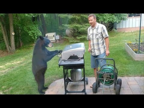 Curious Bears Doing the Silliest Things Will Make You Laugh Nonstop 😁