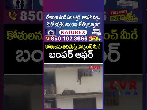 కోతులను తరిమేస్తే..సర్పంచ్ మీరే..బంపర్ ఆఫర్ | Sarpanch Elections In Badradri Kothagudem | CVR News