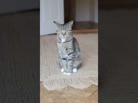 A storybook home in the English countryside that is warm, whimsical, and full of character. 🌿💛