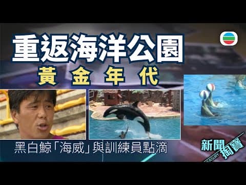 TVB 新聞掏寶|重返海洋公園黃金年代 殺人鯨「海威」、動物明星你記得幾多個?(繁 / 簡字幕)|香港歷史片段|無綫新聞TVB News