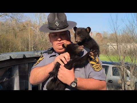 When the Animal Distribution System Caught Being Totally Wrong 🤣 Funny Animal Videos 2025