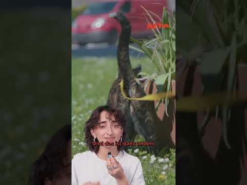 Gassigehen mit Katzen?! | ARTE #reshorts