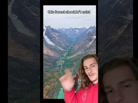 The Forest That Shouldn’t Exist