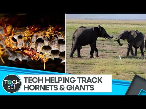 How Technology Is Protecting Bees & Elephants | Conservation | Tech It Out