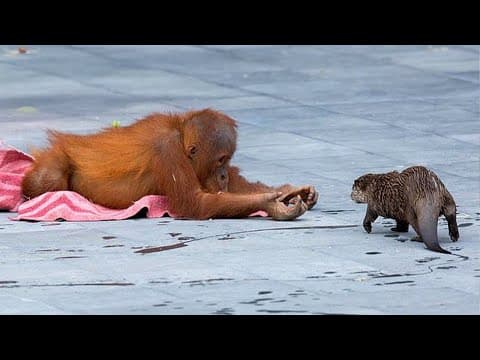 You Will Die Laughing At These FUNNY Animal 🤣 Funniest Animals of Month