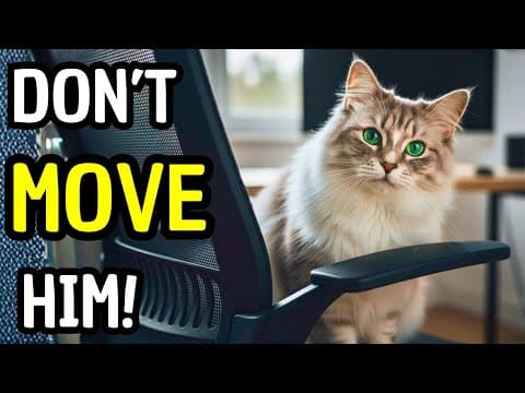 Why Your Cat Steals Your Seat (It’s Not What You Think)