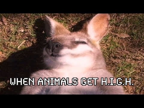 When Animals Get “Elevated”