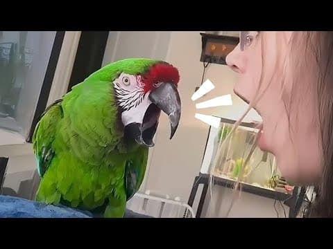 Funniest Parrot Arguing Back to Its Human 🦜 😂 Funny Animal Videos