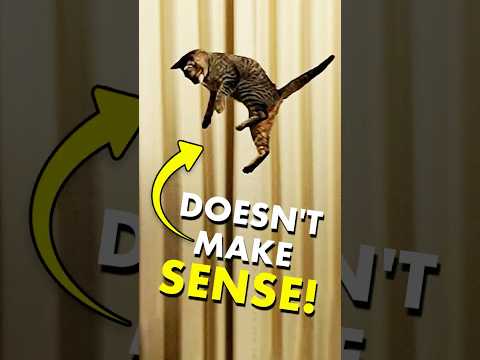 The physics mystery of falling cats